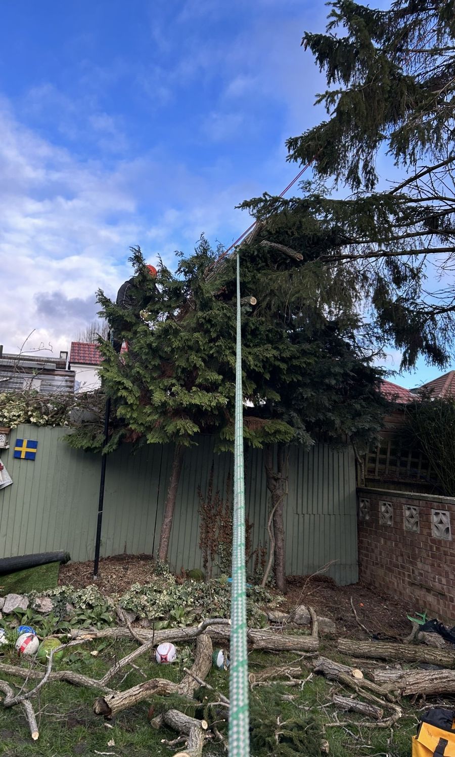 Climber working at height in a conifer with cut timber stacked on the lawn below