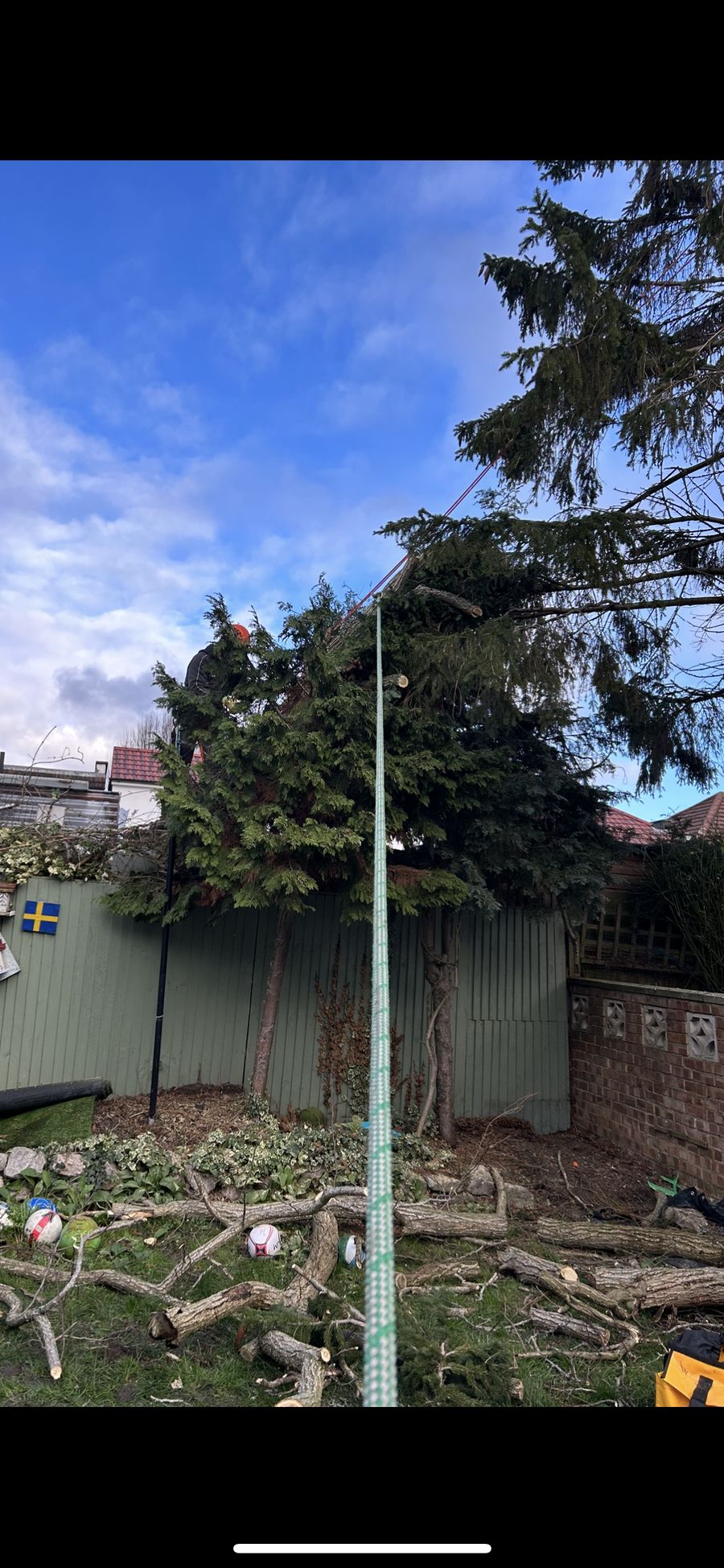 Large conifer being reduced by a climber, with cut sections cleared to the lawn